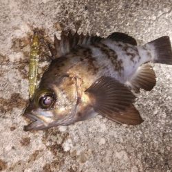 メバルプラッギング