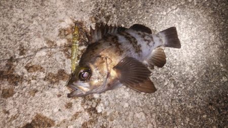 メバルプラッギング