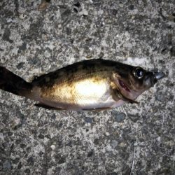 大きなメバルはどこへ？ part.Ⅵ