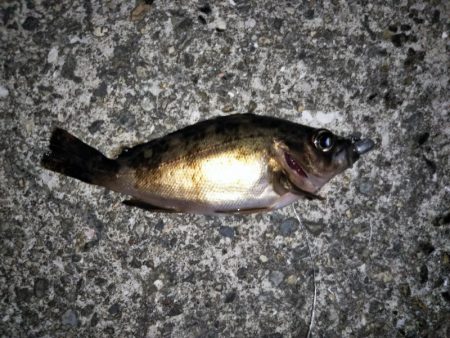 大きなメバルはどこへ？ part.Ⅵ