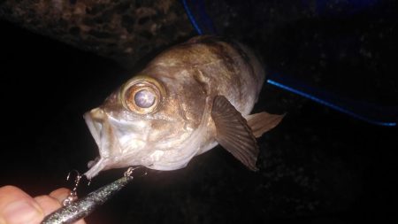 またまたメバリング