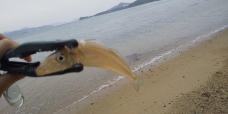 シロギスちょい投げ