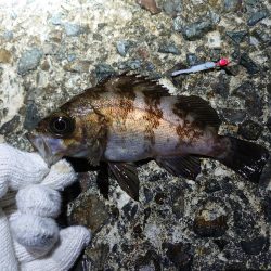 またまたメバリング