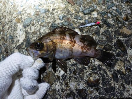 またまたメバリング