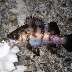 雨上がりのメバリング