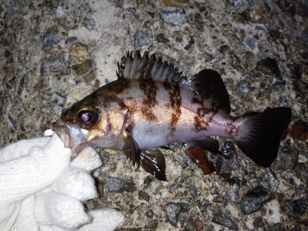 雨上がりのメバリング