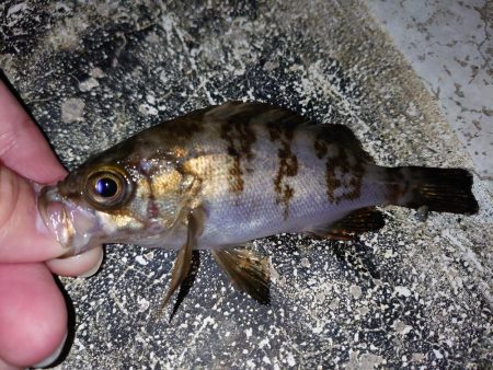 メバル新規開拓！