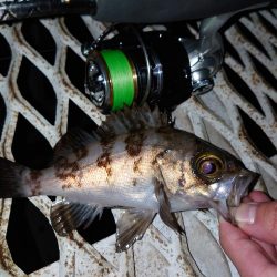 メバリングは密？