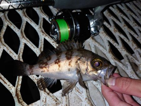 メバリングは密？