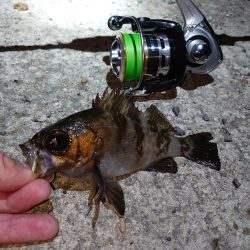 人工島でメバル