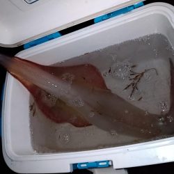 エギング_でか真イカ