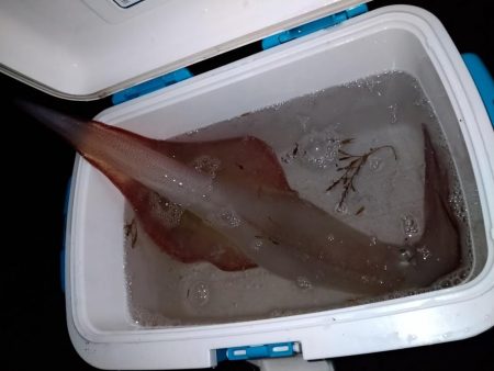 エギング_でか真イカ