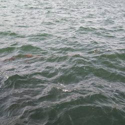 シーズンに入りました