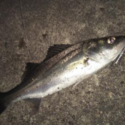 ぶらシーバス！！