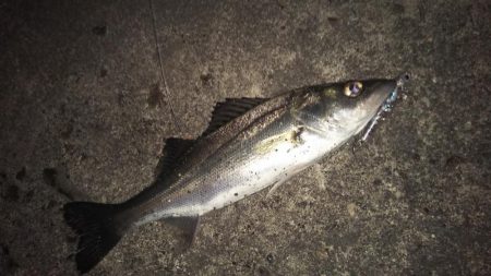 ぶらシーバス！！