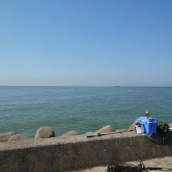 間違いなく平たい魚