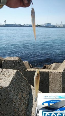 東二見西水路釣行