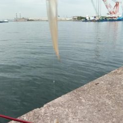 キスの活性が上がり始めました