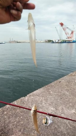 キスの活性が上がり始めました