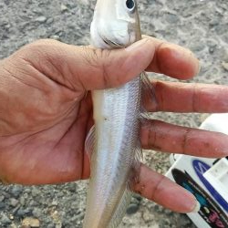 白灯台波止のキス調査