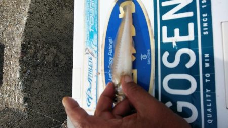 東二見でキス狙い