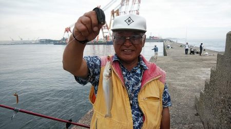 播磨新島のキス調査