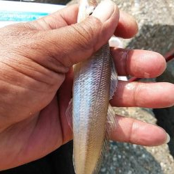 東二見西水路のキス調査