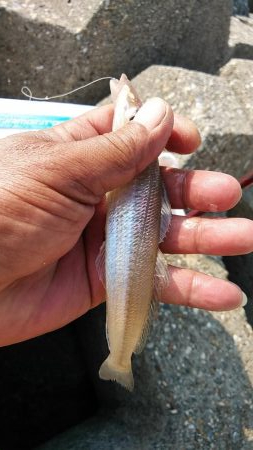 東二見西水路のキス調査