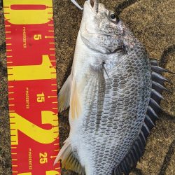 何でチヌばっかり。。。