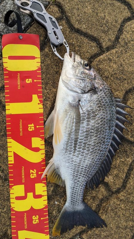 何でチヌばっかり。。。