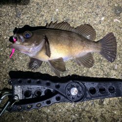 雨天釣行、めば太