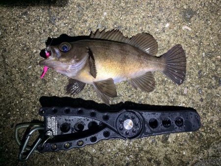 雨天釣行、めば太