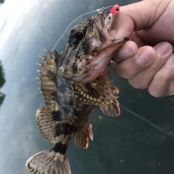 癒やしのガッシー