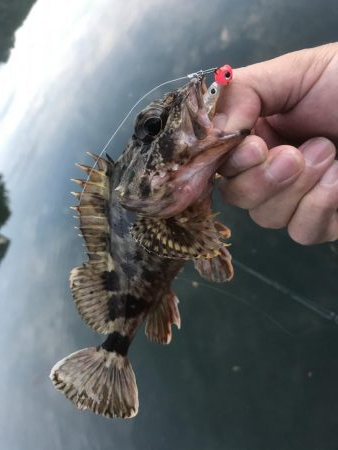 癒やしのガッシー