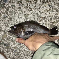 メバルプラッキング