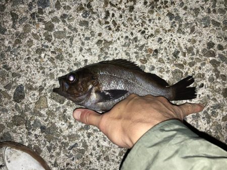 メバルプラッキング