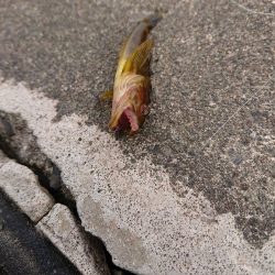 漁港でキスが釣れてます