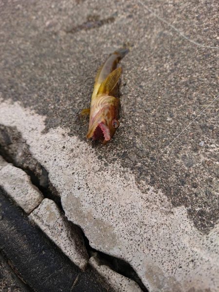 漁港でキスが釣れてます