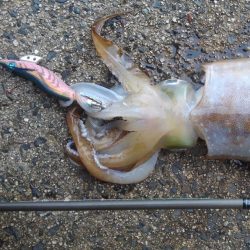 やっと春が来ました‼️