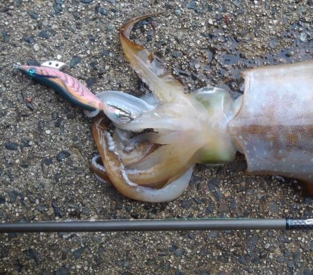 やっと春が来ました‼️