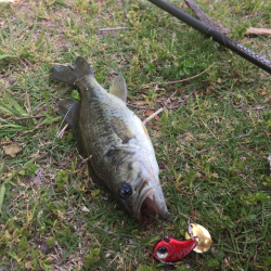 泳がせ釣りでデカバス!