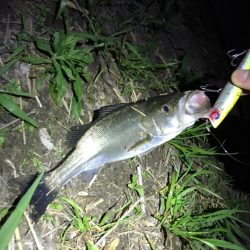 淀川のシーバス釣りパート2