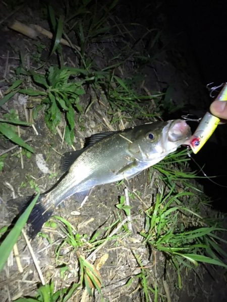 淀川のシーバス釣りパート2