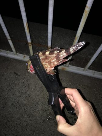 まずめ時のカサゴ