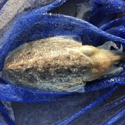 コウイカエギング