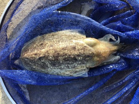 コウイカエギング