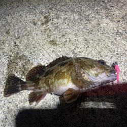 自己新記録 尺手前ガッシー