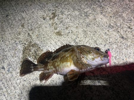 自己新記録 尺手前ガッシー