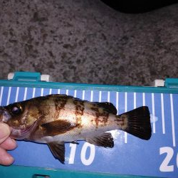 激渋メバリング