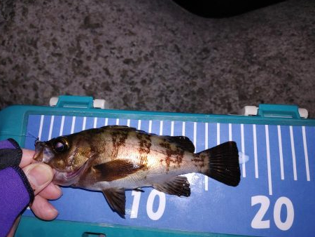 激渋メバリング